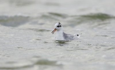 Rosse Franjepoot (Red Phalarope)