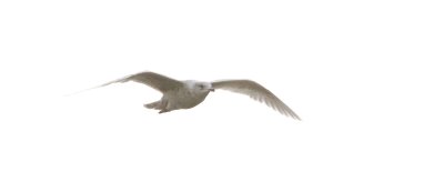 Kleine Burgemeester (Iceland Gull)