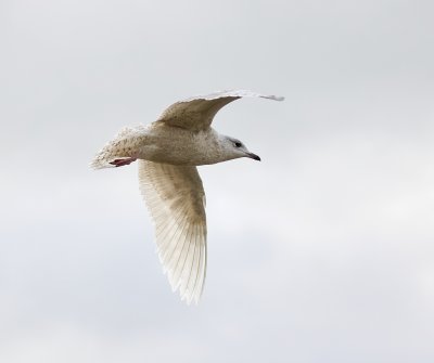 Kleine Burgemeester (Iceland Gull)