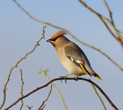 Pestvogel (Bohemian Waxwing)