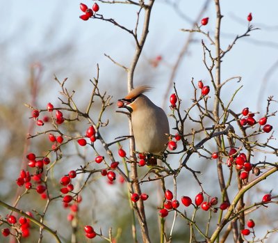 Pestvogel (Bohemian Waxwing)