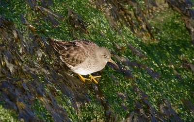 Paarse Strandloper (Purple Sandpiper)