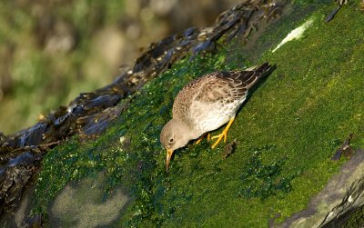 Paarse Strandloper (Purple Sandpiper)