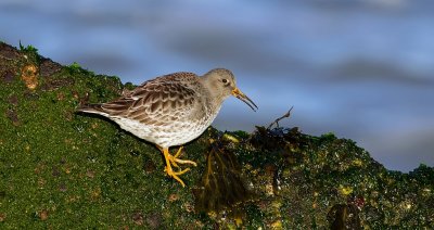 Paarse Strandloper (Purple Sandpiper)