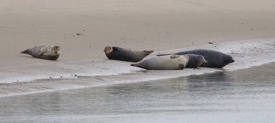 Gewone Zeehond (Harbour Seal)