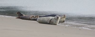 Gewone Zeehond (Harbour Seal)
