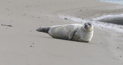 Gewone Zeehond (Harbour Seal)