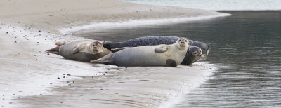 Gewone Zeehond (Harbour Seal)