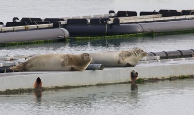 Gewone Zeehond (Harbour Seal)