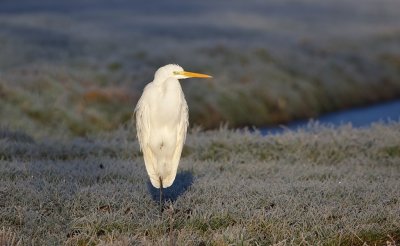 Grote Zilverreiger (Western Great Egret)