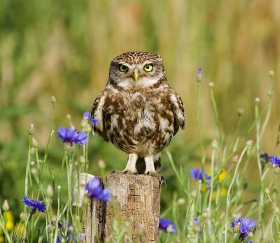 Steenuil (Little Owl)