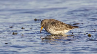 Paarse Strandloper (Purple Sandpiper)