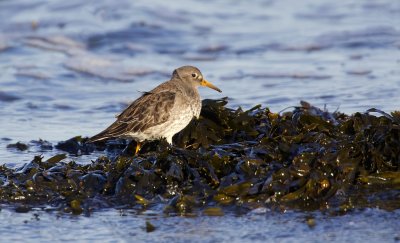 Paarse Strandloper (Purple Sandpiper)