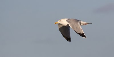 Zilvermeeuw (Herring Gull)