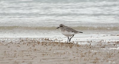 Zilverplevier (Grey Plover)