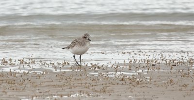 Zilverplevier (Grey Plover)