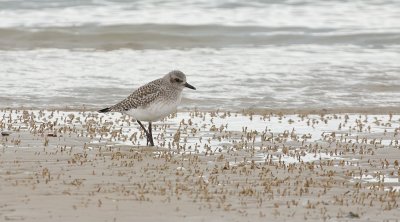 Zilverplevier (Grey Plover)