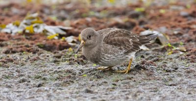 Paarse Strandloper (Purple Sandpiper)