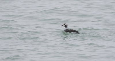 IJseend (Long-tailed Duck)