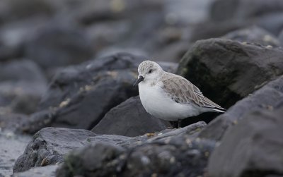 Drieteenstrandloper (Sanderling)