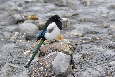 Ekster (Eurasian Magpie)