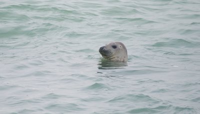 Grijze Zeehond (Grey Seal)