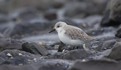 Drieteenstrandloper (Sanderling)