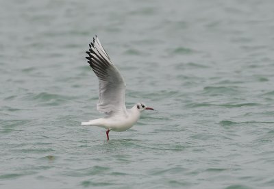 Kokmeeuw (Black-headed Gull)