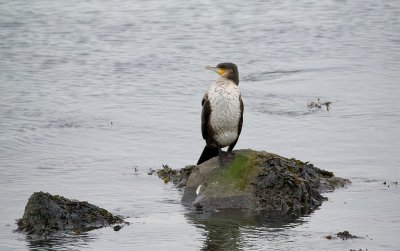 Aalscholver (Great Cormorant)