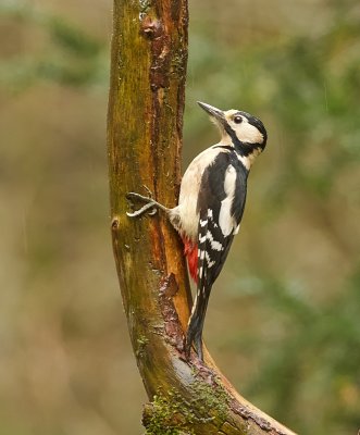 Grote Bonte Specht (Great Spotted Woodpecker)