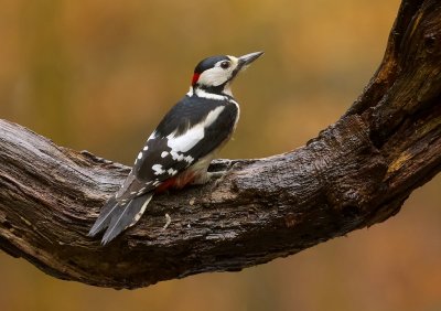Grote Bonte Specht (Great Spotted Woodpecker)
