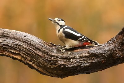 Grote Bonte Specht (Great Spotted Woodpecker)