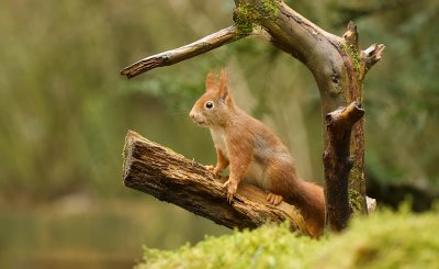 Eekhoorn (Red Squirrel)