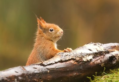 Eekhoorn (Red Squirrel)