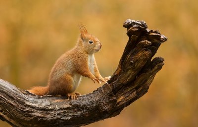 Eekhoorn (Red Squirrel)