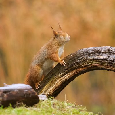 Eekhoorn (Red Squirrel)