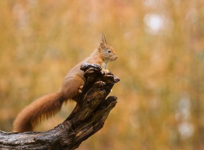 Eekhoorn (Red Squirrel)
