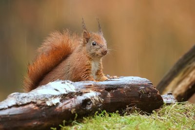 Eekhoorn (Red Squirrel)