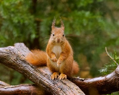 Eekhoorn (Red Squirrel)