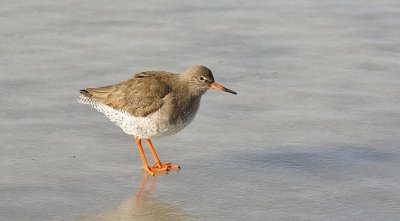 Tureluur (Common Redshank)