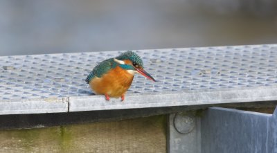 IJsvogel (Common Kingfisher)