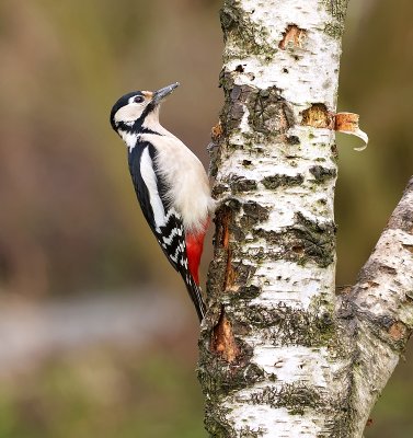 Grote Bonte Specht (Great Spotted Woodpecker)