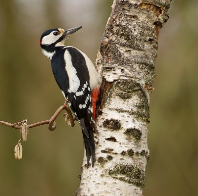 Grote Bonte Specht (Great Spotted Woodpecker)