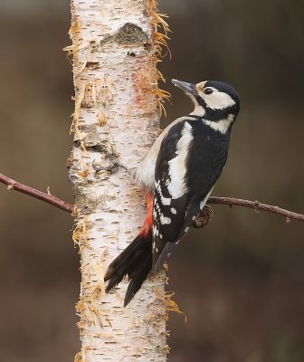 Grote Bonte Specht (Great Spotted Woodpecker)
