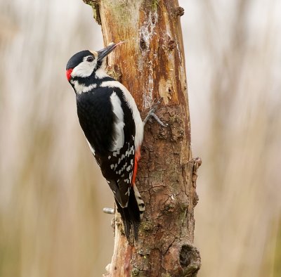 Grote Bonte Specht (Great Spotted Woodpecker)