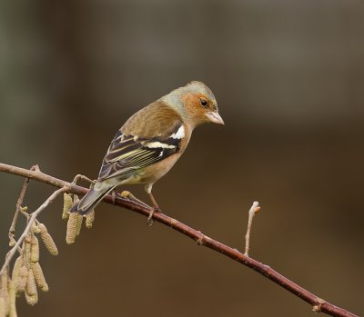 Vink (Common Chaffinch)