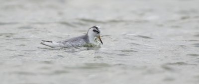 Rosse Franjepoot (Red Phalarope)