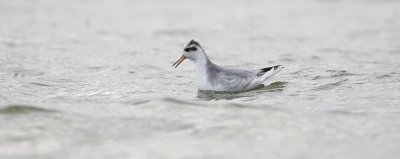 Rosse Franjepoot (Red Phalarope)