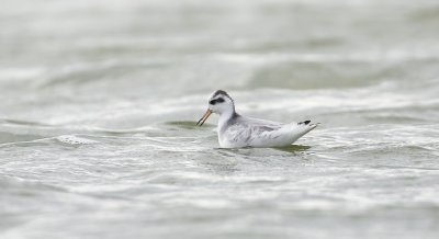 Rosse Franjepoot (Red Phalarope)
