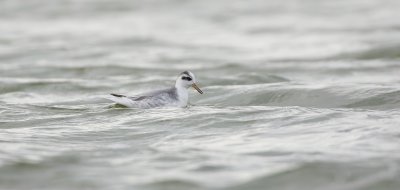 Rosse Franjepoot (Red Phalarope)